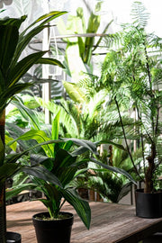 2x Pianta Dracena C-Vaso 24Foglie H65