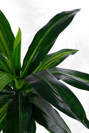 2x Pianta Dracena C-Vaso 24Foglie H65