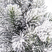 6x Albero Oregon Innevato H60