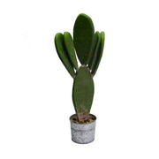 Cactus plant with round pot cmø12h22