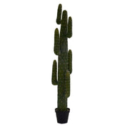 Piante cactus messicano con vaso nero cmø40 h 183