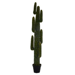 Piante cactus messicano con vaso nero cmø40 h 183