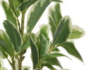 Pianta in plastica con vaso 25x25x35h cm