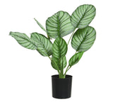 Pianta Calathea in poliestere con vaso D44x31h cm