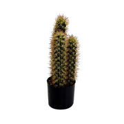 Cactus plant with round pot cmø13h42