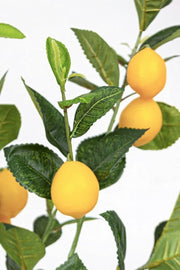 Pianta limone con vaso 198 foglie altezza cm 120