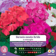 Semi di geranio misti zonali ibridi in sacchetto